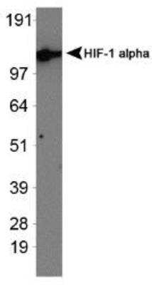 Western Blot: HIF-1 alpha AntibodyExon 13BSA Free [NBP1-47181]